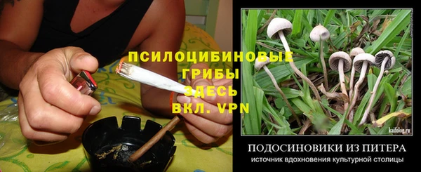 прущие грибы Балабаново